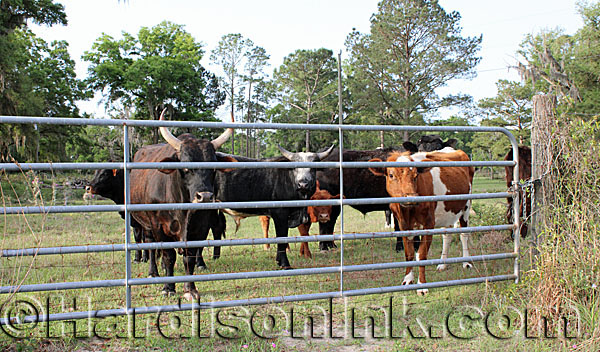 Road Blocked and Closes In Property HardisonInk.com