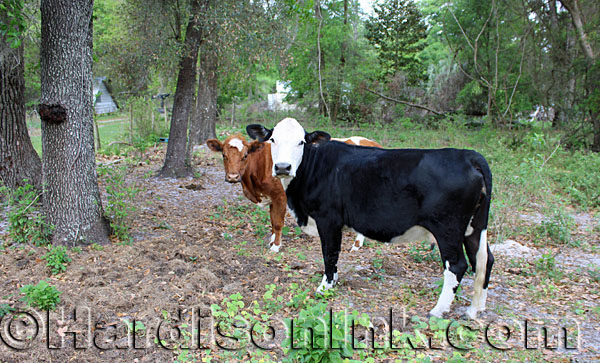 Road Blocked and Closes In Property HardisonInk.com