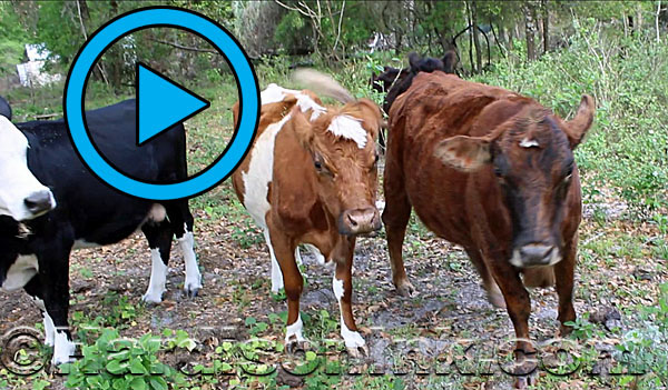 Road Blocked and Closes In Property HardisonInk.com