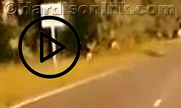 Buck and doe video