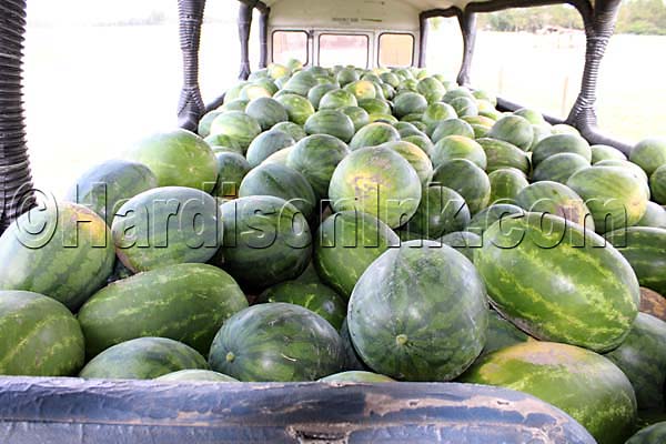Watermelon Buses Roll HardisonInk.com