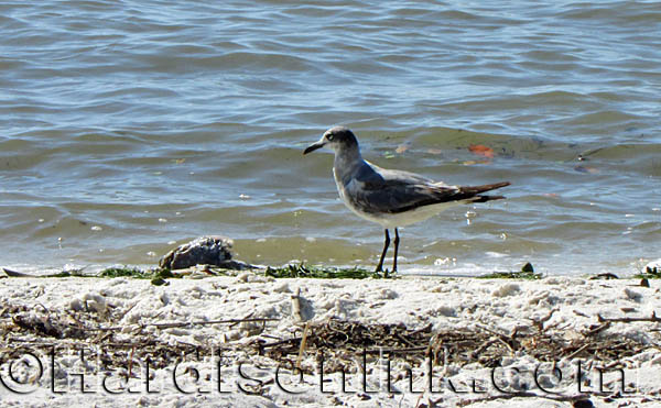 Cedar Key Beach HardisonInk.com