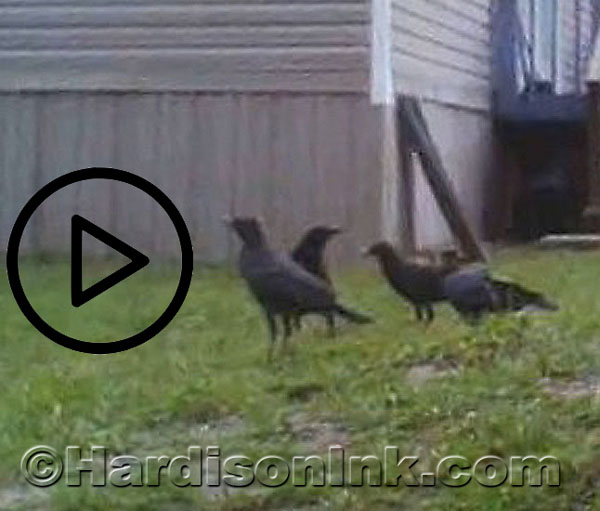 Crows plus