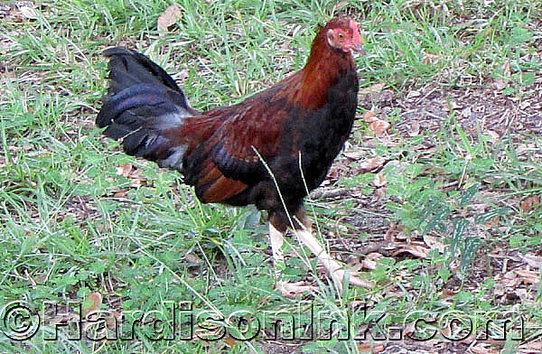 Chicken