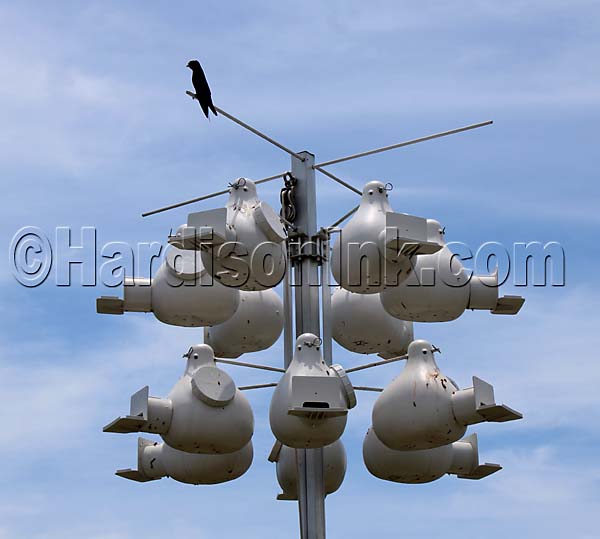 Purple Martins Cedar Key HardisonInk.com