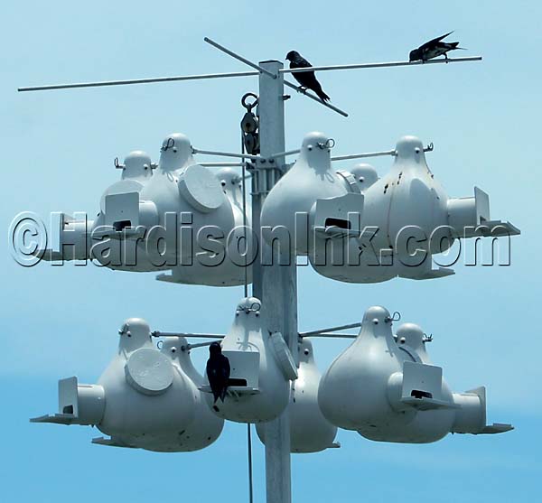 Purple Martins Cedar Key HardisonInk.com