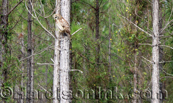#barred owl in levy county