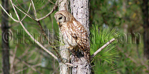#barred owl in levy county