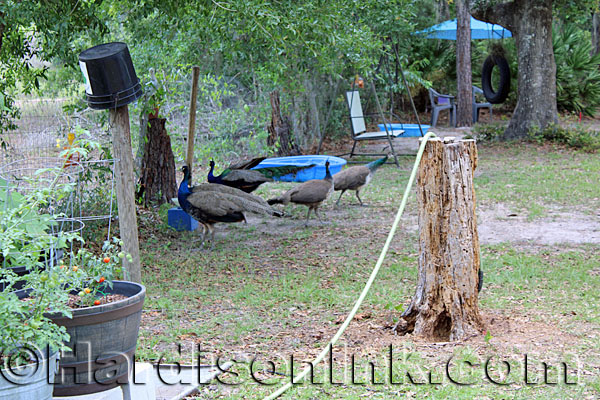 Peacocks HardisonInk.com