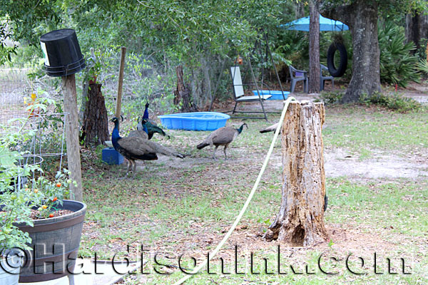 Peacocks HardisonInk.com