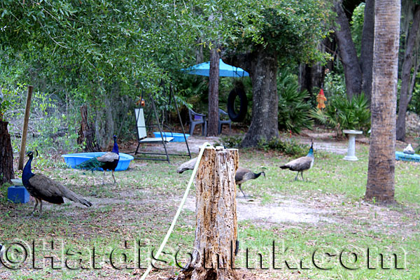 Peacocks HardisonInk.com