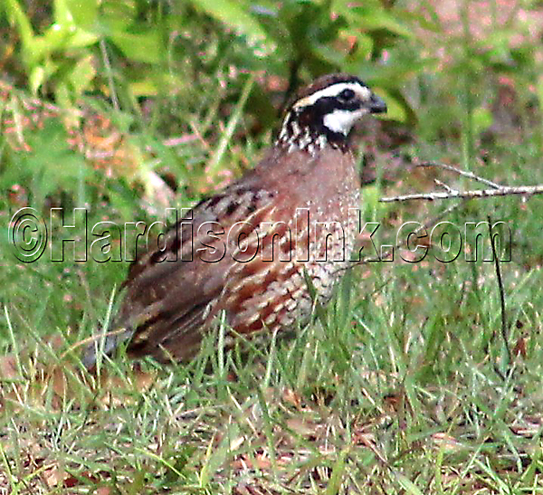 Wildlife HardisonInk.com