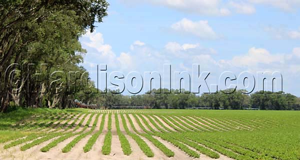 Row Crop HardisonInk.com