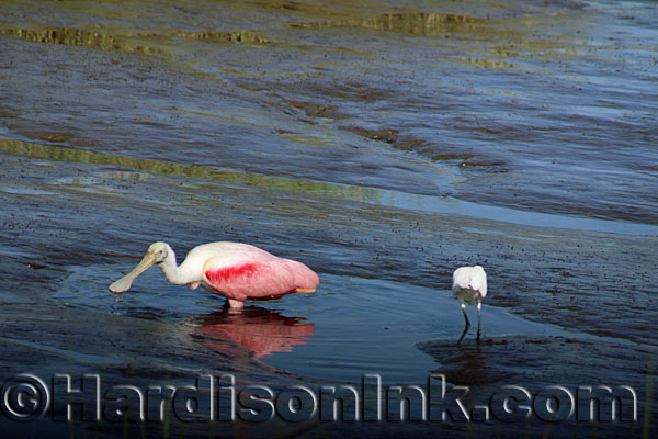 Roseate Spoonbill HardisonIk.com