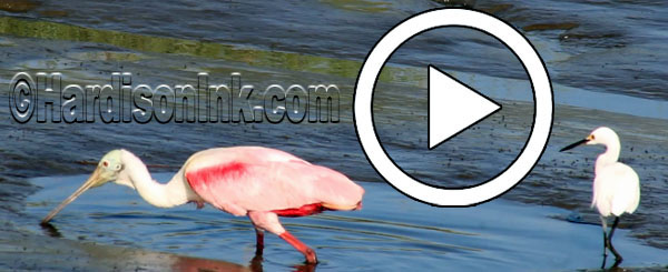 Roseate Spoonbill HardisonIk.com